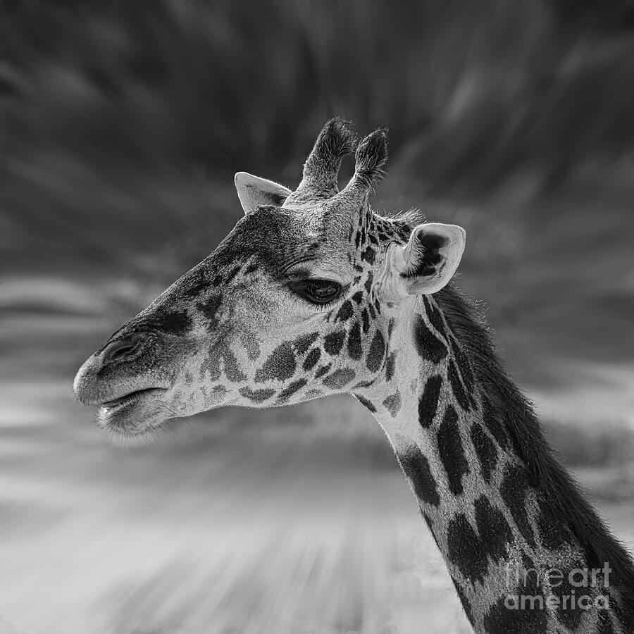 Heads Up Giraffe in Black and White Photograph by Mel Steinhauer