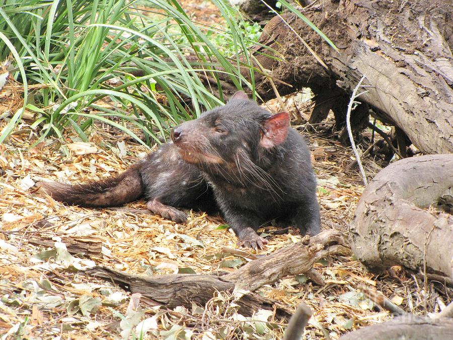 Heads Up-Tasmanian Devil Photograph by World Reflections By Sharon
