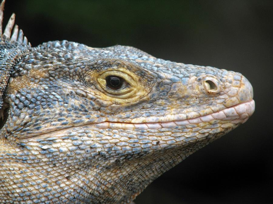 Headshot of a sea iguana Photograph by Ken Catron - Fine Art America