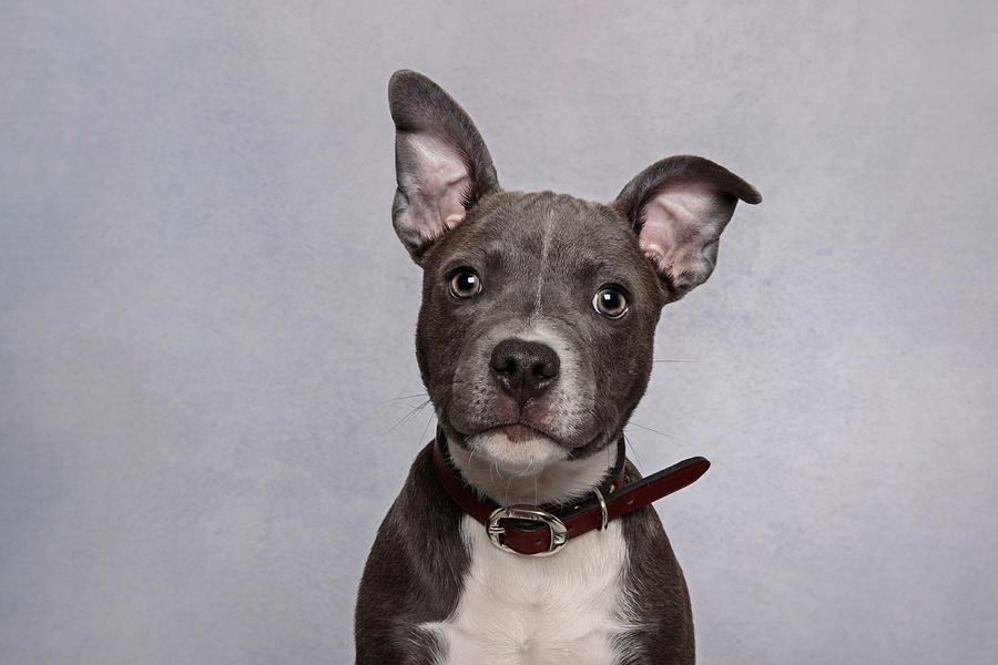 Headshot of a Staffordshire bull terrier puppy looking at the camera wearing a black collar on a gray background Photograph by Robbie Goodall