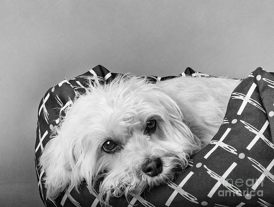 Headshot of Dandie Dinmont Terrier Photograph by Bridget Mejer