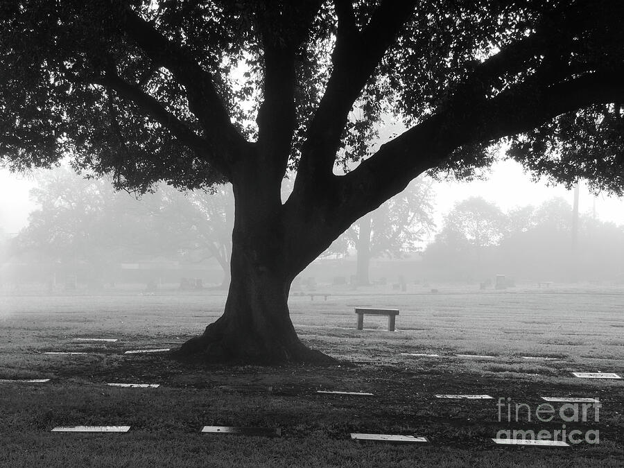 Headstones around a Tree Photograph by Robert Ball - Fine Art America