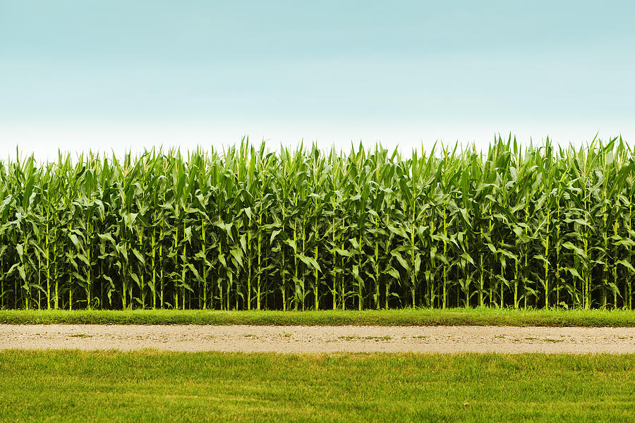 Healthy Corn Crop in Agricultural Field Photograph by YinYang