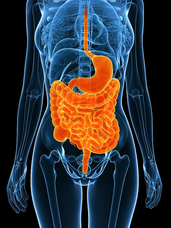 Healthy digestive system, artwork Drawing by Science Photo Library - SCIEPRO