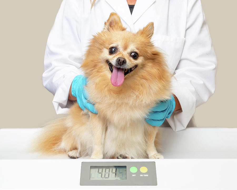 Dog Photograph - Healthy Happy Dog on Scale at Veterinary Office by Good Focused