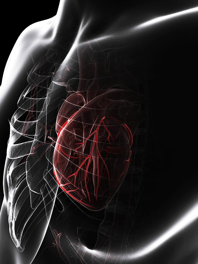 Healthy heart, artwork Drawing by Science Photo Library - SCIEPRO
