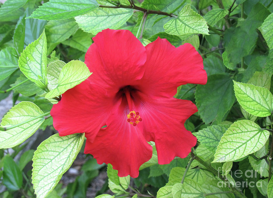 Healthy Hibiscus Photograph by Roberta Byram
