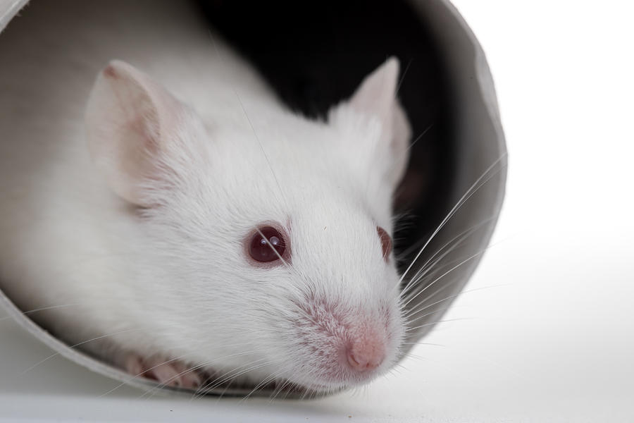Healthy laboratory mice play with paper tube in white background Photograph by Georgejason