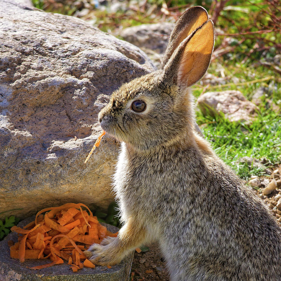 Healthy lunch for vegans and rabbits Photograph by Tatiana Travelways