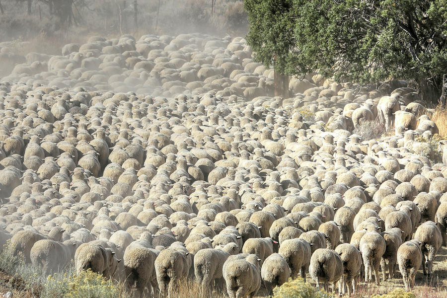 Heap of Sheep Photograph by Donna Kennedy