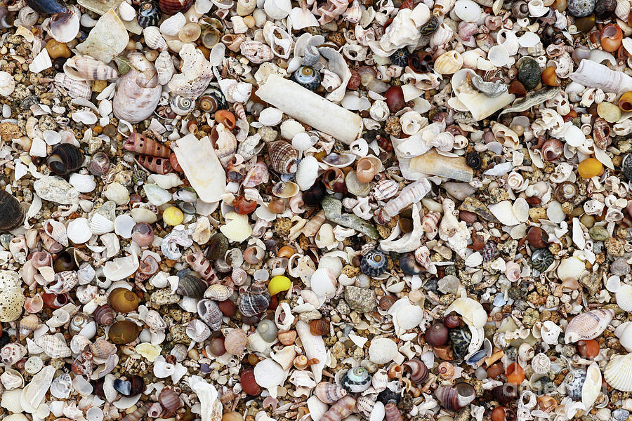 Heap shells of molluscs on the beach at low tide Photograph by Michal Boubin