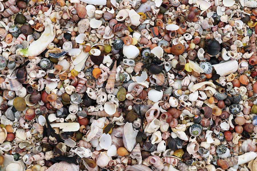 Heap Shells Of Molluscs On The Sand At Low Tide Photograph