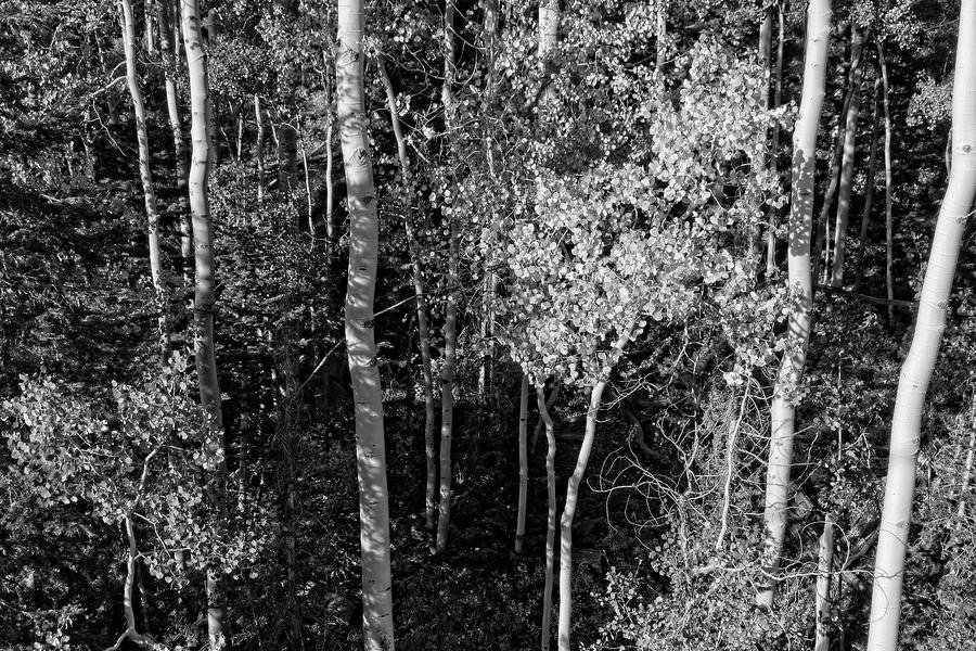 Sound Of The Quaking Aspen of Colorado in Black and White Photograph by Lucinda Walter