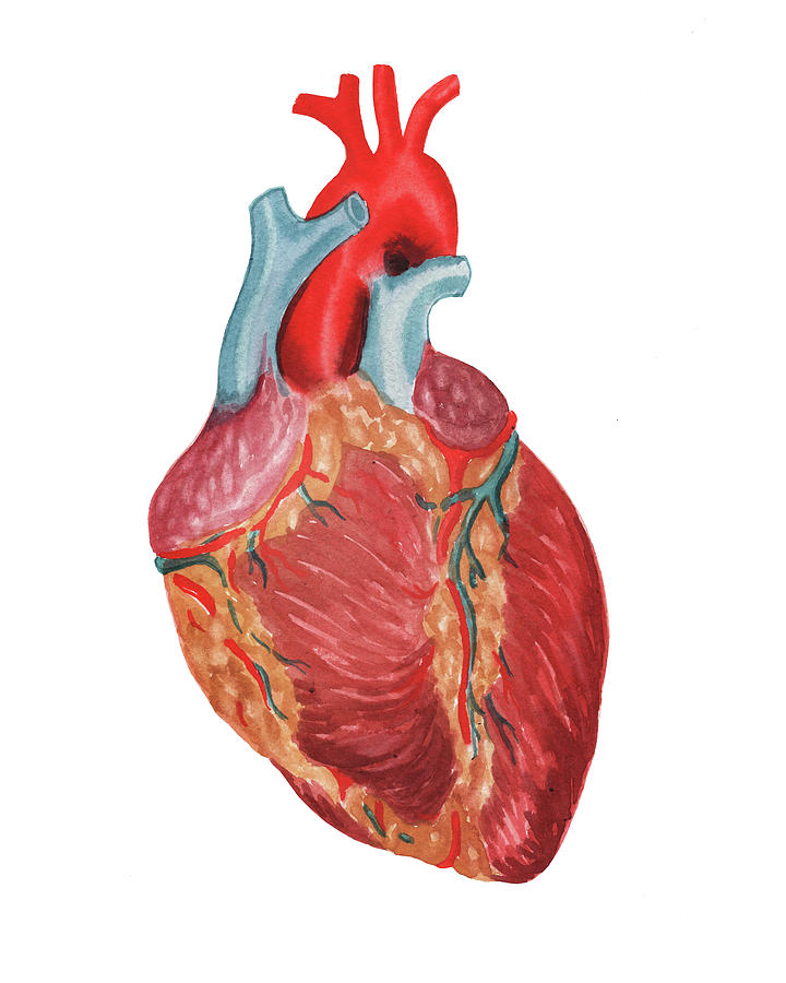 Heart Anatomical Illustration Human Anatomy Watercolor  Painting by Irina Sztukowski