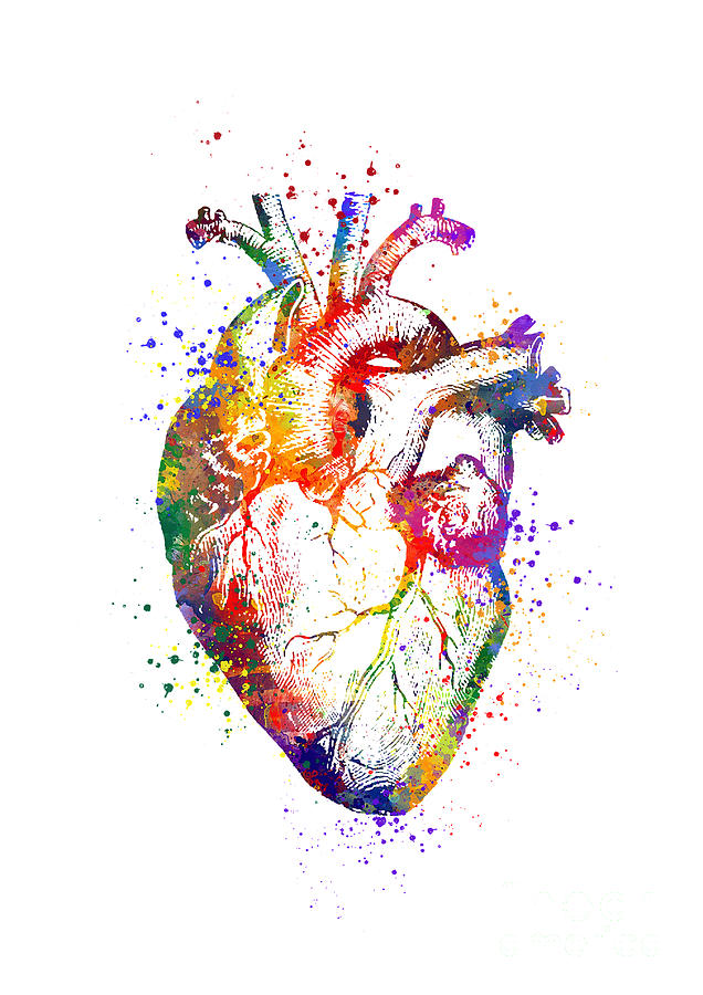 Heart Digital Art - Heart Anatomy Art Colorful Watercolor Art Anatomy Art Anatomical Heart Surgery Gift Medical Art by White Lotus