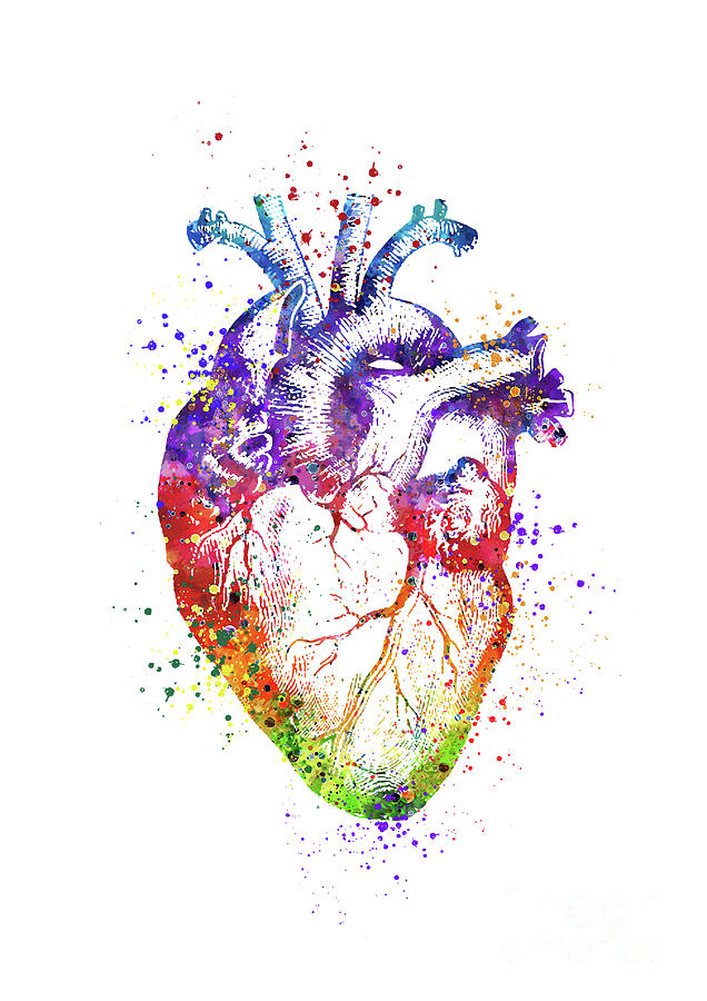 Heart Anatomy Colorful Watercolor Art Doctor Gift Digital Art by White