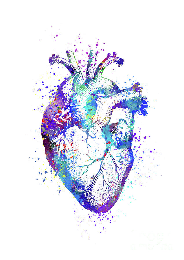 Heart Anatomy Drawing Colorful Watercolor Anatomy Artwork Digital Art by White Lotus