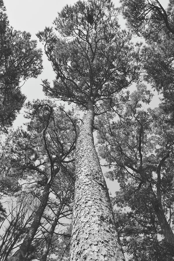 Heart and Lungs Photograph by Angie Tirado Fine Art America