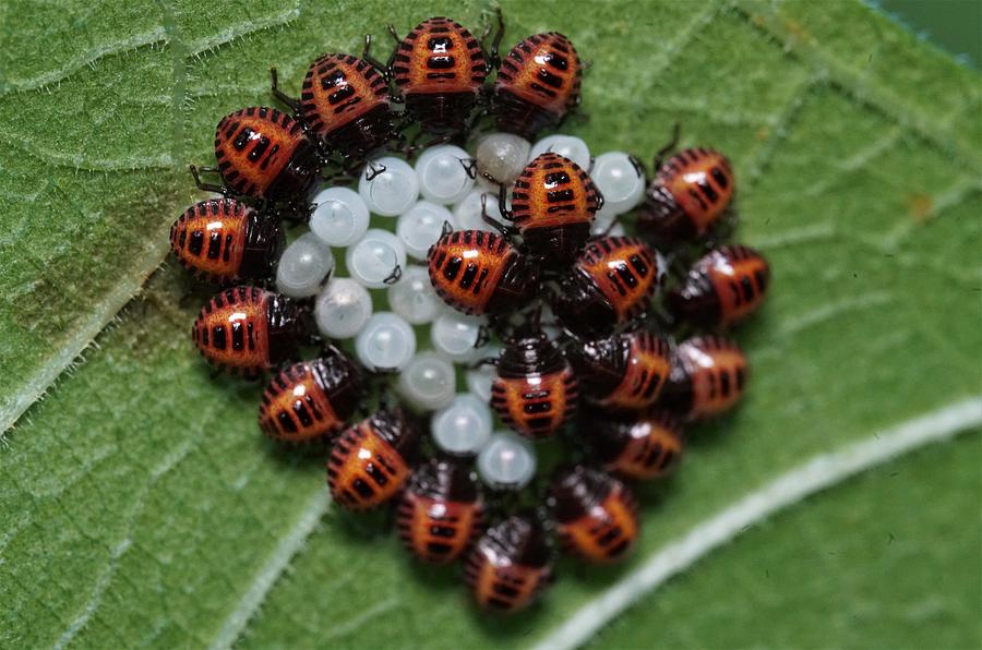 Heart Bugs Photograph by James Bledsoe | Fine Art America