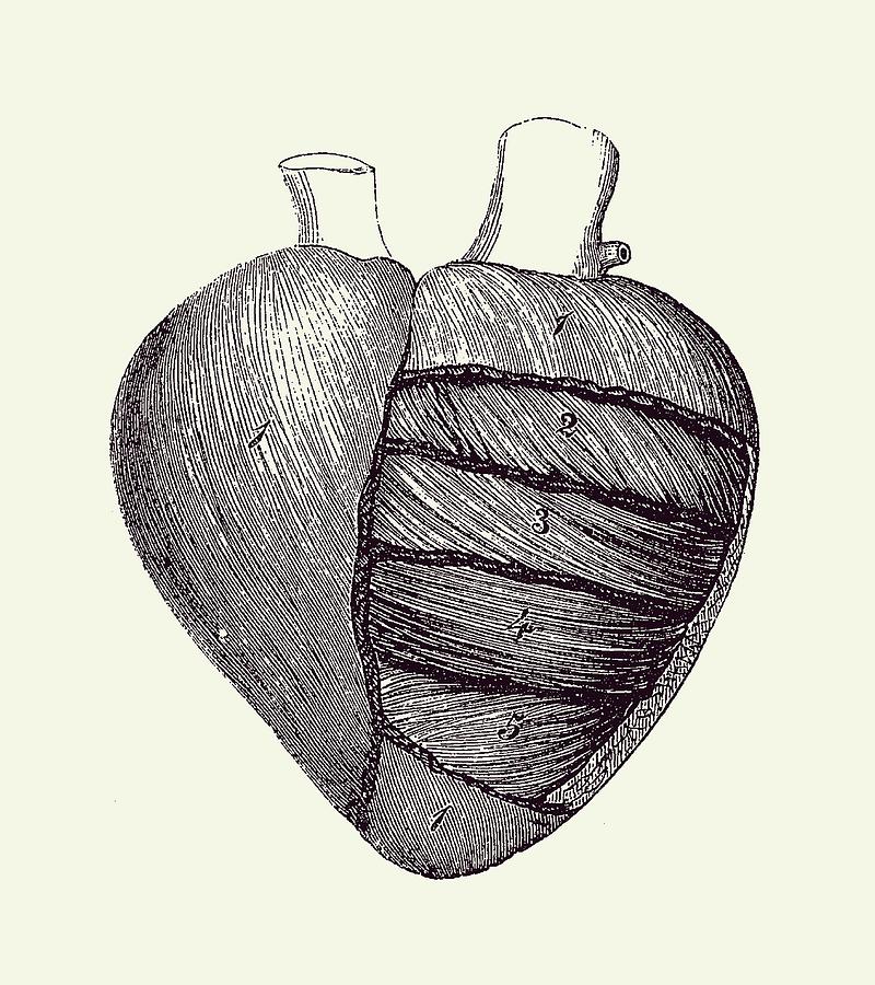 Heart Diagram - Vintage Anatomy Print 2 Drawing by Vintage Anatomy Prints