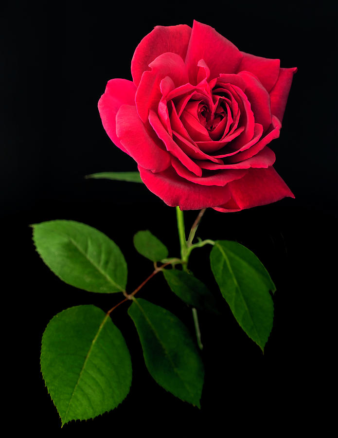 Heart Faced Rose Photograph by Belinda Krause - Fine Art America