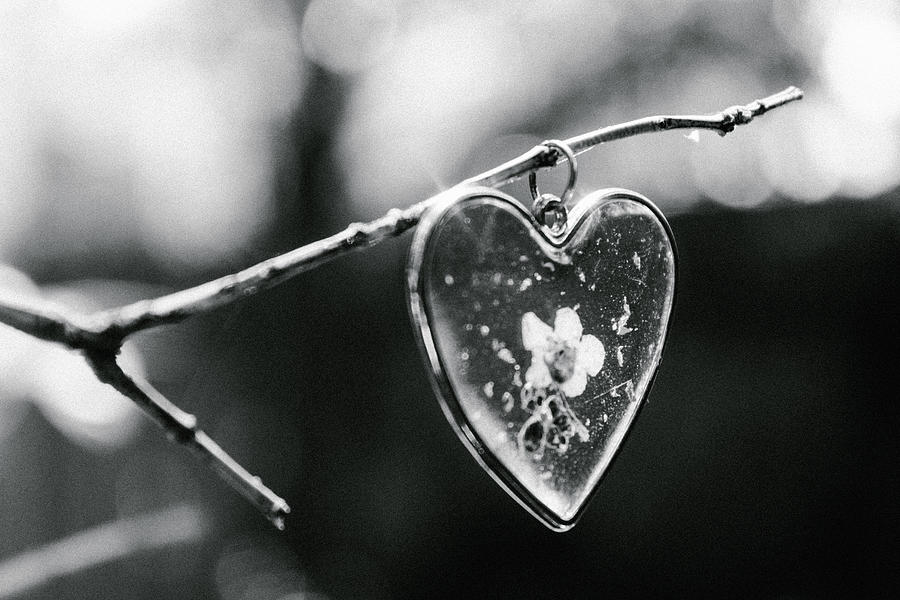 Heart Hanging From Twig  Photograph by W Craig Photography