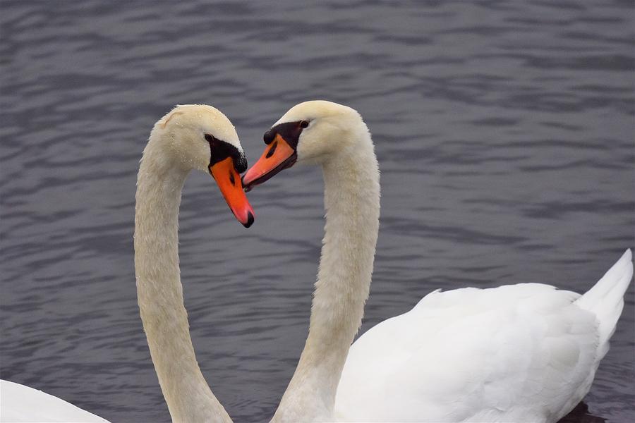 Heart Photograph by Jo-Ann Matthews - Fine Art America