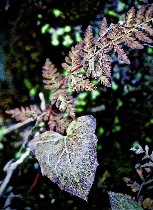 Heart Leaf Photograph by Kathy Ozzard Chism