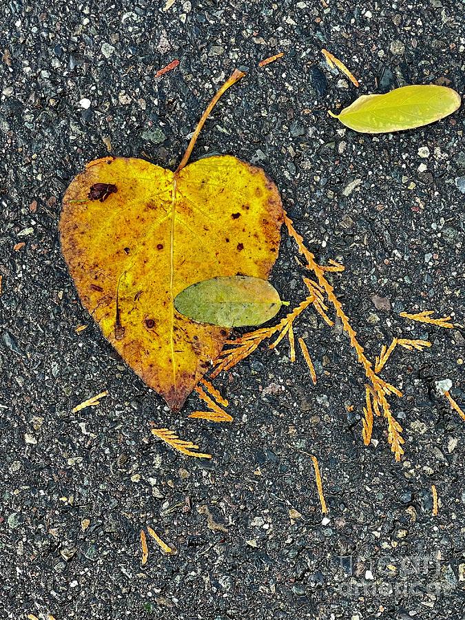 Heart Leaf Photograph by Suzanne Lorenz