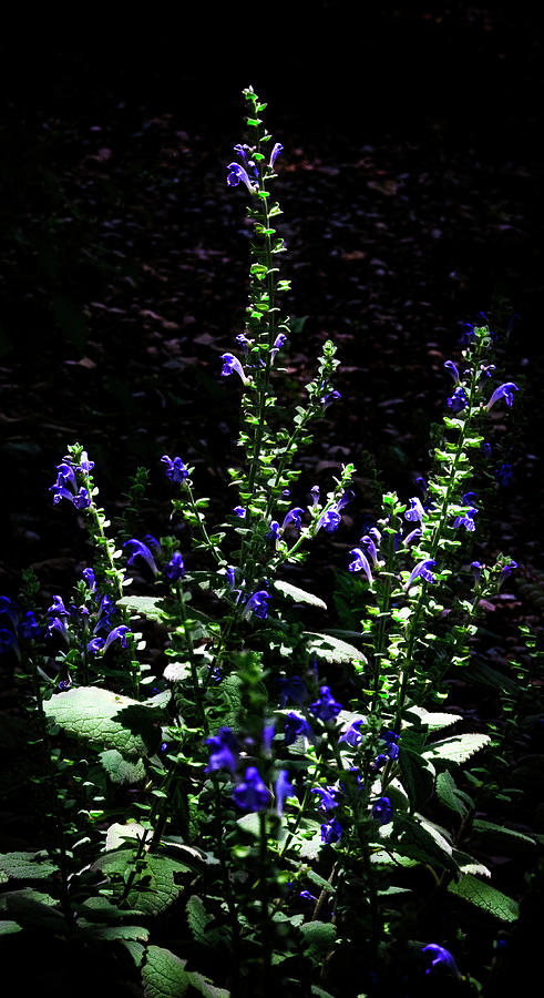 Heart - leafed Skullcap_01 Photograph by Greg Reed