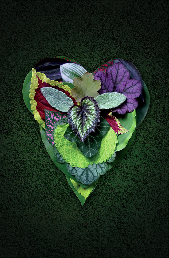 Heart Leaves Photograph by Jim Charlier