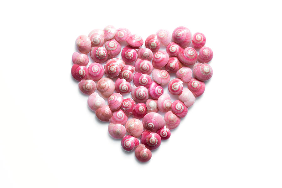Heart Made Of Pink Shells On White Background Photograph by Lifeispixels