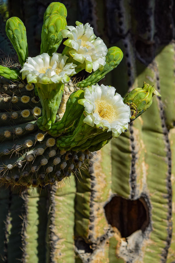 Heart of a Saguaro Photograph by Bonny Puckett