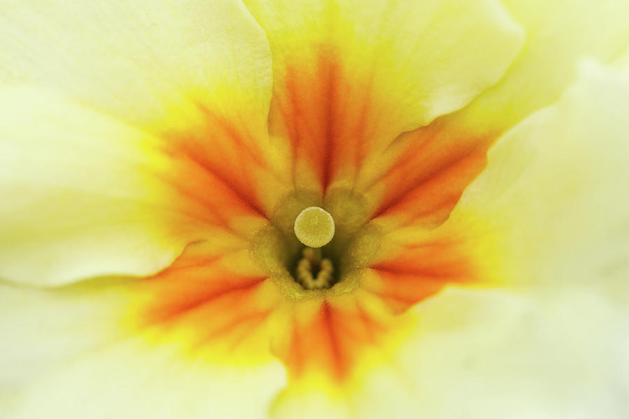 Heart of a Yellow Primrose Photograph by Maria Meester