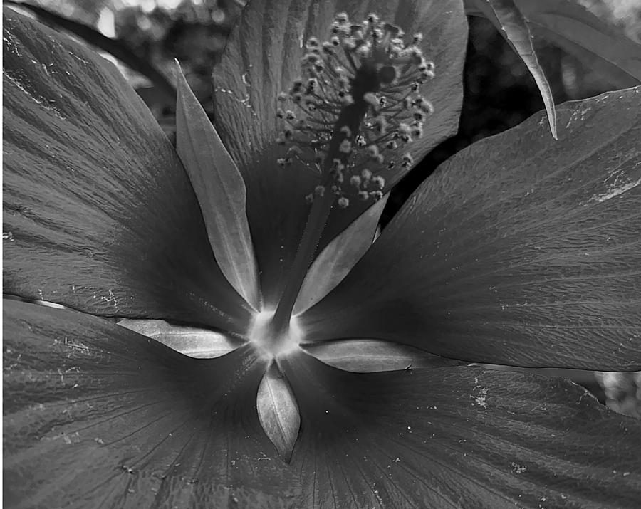 Heart of Beauty BW Photograph by Lee Darnell