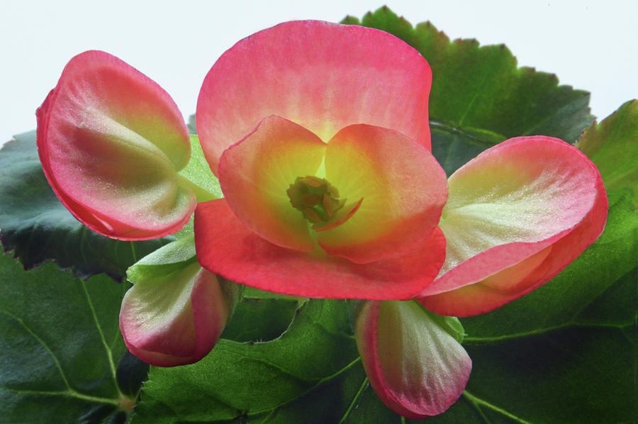Heart Of Begonia Photograph