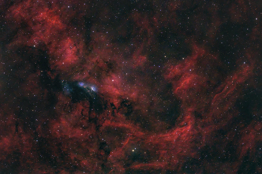 Heart of Cygnus Photograph by Timothy McIntyre