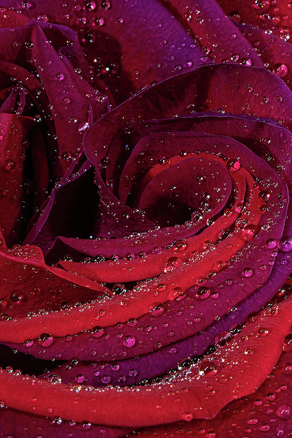 Heart Of Dual-color Red Rose After The Rain Art Print Photograph