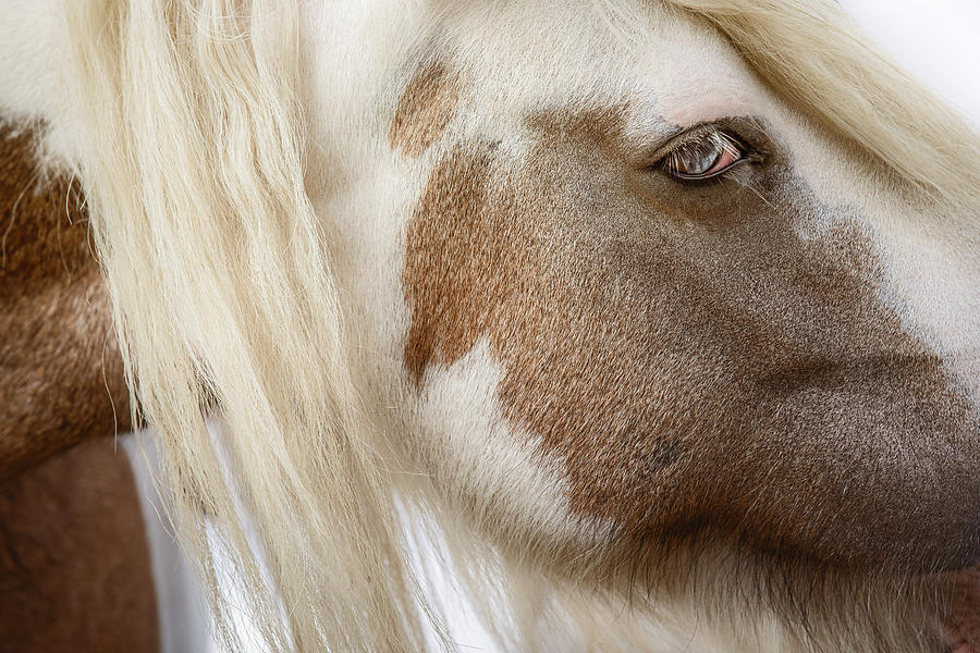 Heart Of Gold - Horse Art Photograph by Lisa Saint