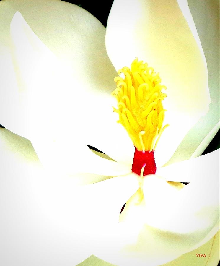 Heart of Magnolia Photograph by VIVA Anderson