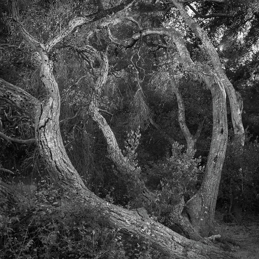 Heart of Oak Photograph by Alexander Kunz