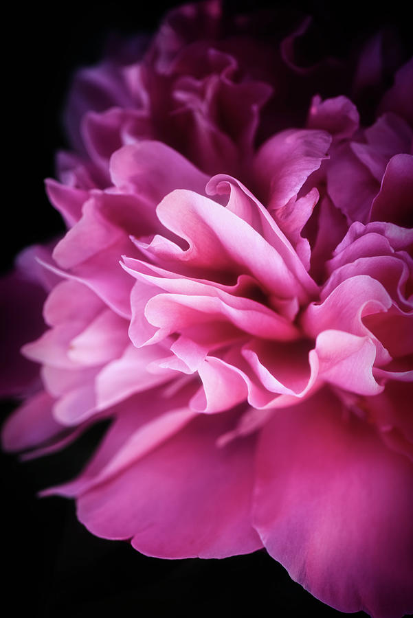 Heart of Peony Photograph by Philippe Sainte-Laudy