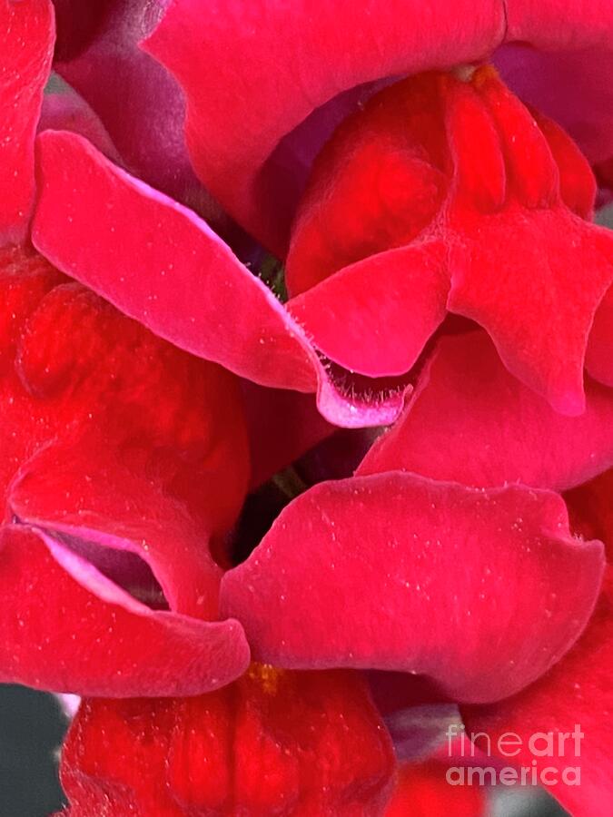 Heart of Red Snapdragon in Clayton, North Carolina Photograph by Catherine Ludwig Donleycott