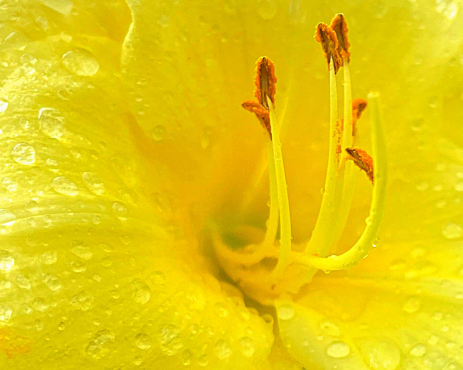Heart of the Daylily Photograph by Lee Darnell