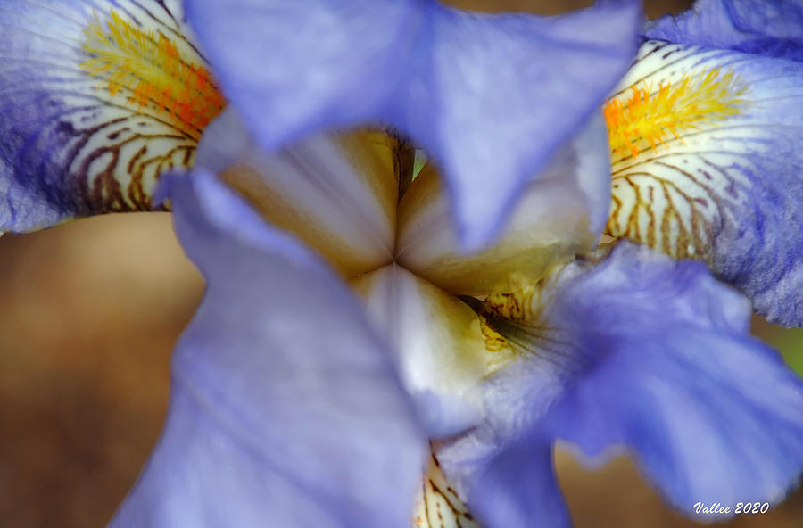 Heart of the Iris Photograph by Vallee Johnson