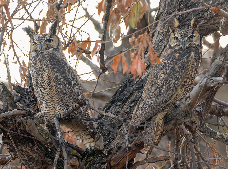 Heart Owls Photograph by Loree Johnson