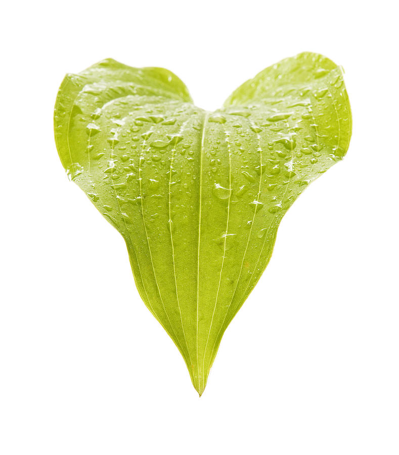 Heart shaped Hosta Leaf Photograph by Chris Stein