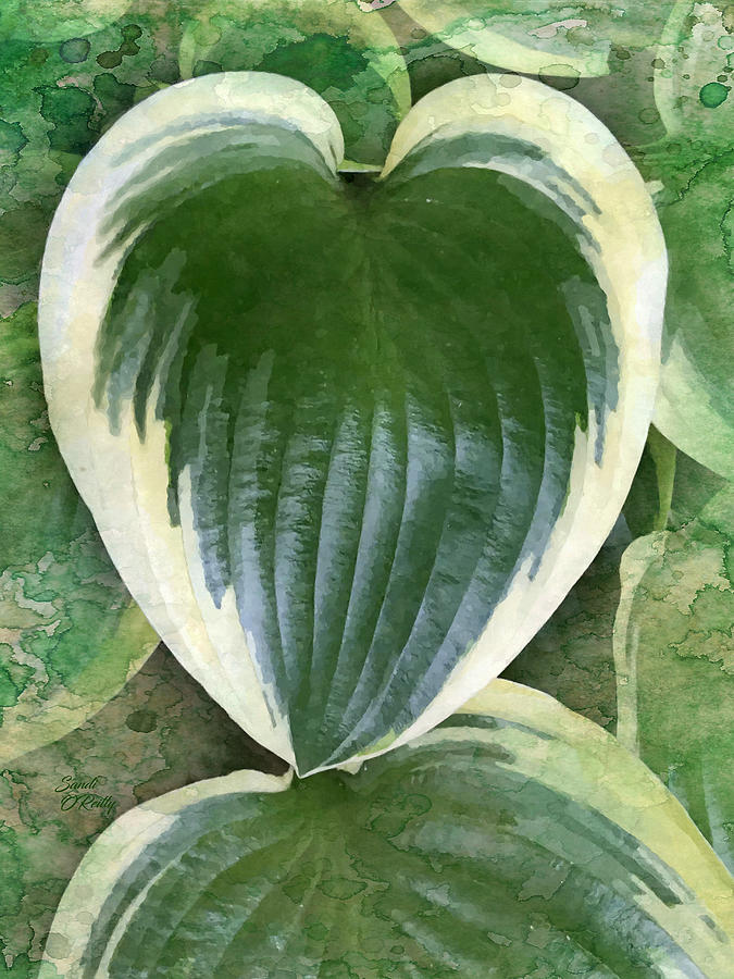 Hosta Heart Shaped Leaf Macro Mixed Media by Sandi OReilly