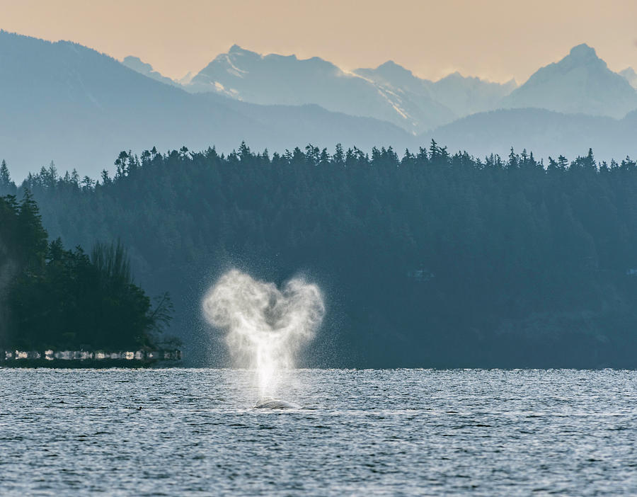 Whale Photograph - Heart-Shaped Plume by Bob VonDrachek