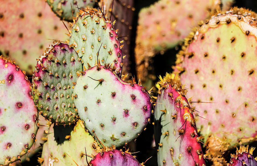 Heart Shaped Prickly Pears Photograph by Dawn Richards